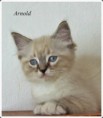 /album/arnold/arnold-9-hetes-006-jpg/